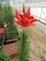 [5507 PO07 AZ ROOD 619 No01.JPG]